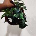 রিং ফুলের টব (chaf-004)
