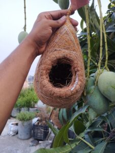 মাঝারি সাইজ বাবুই পাখির বাসা (chhd-003)