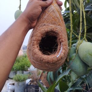 মাঝারি সাইজ বাবুই পাখির বাসা (chhd-003)