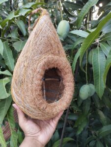 বড় বাবুই পাখির বাসা (chhd-002)