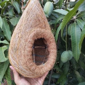 বড় বাবুই পাখির বাসা (chhd-002)