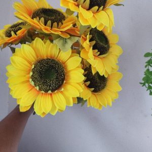 Big 7 Sunflower