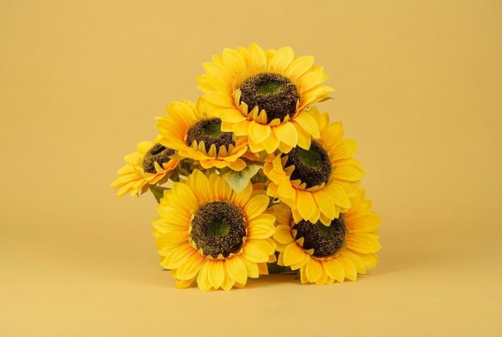 Big 7 Sunflower