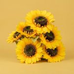 Big 7 Sunflower