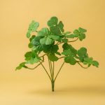 Money Plant