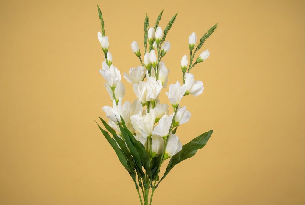 Rojonigondha white