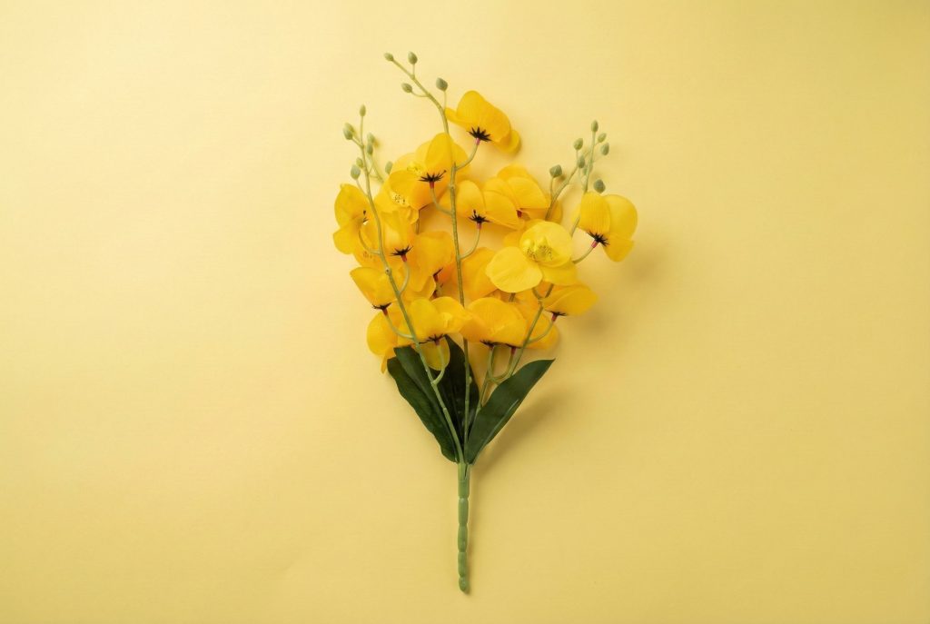 Rubber Flower Cherry
