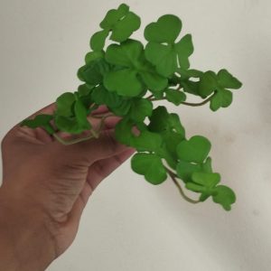 Money Plant