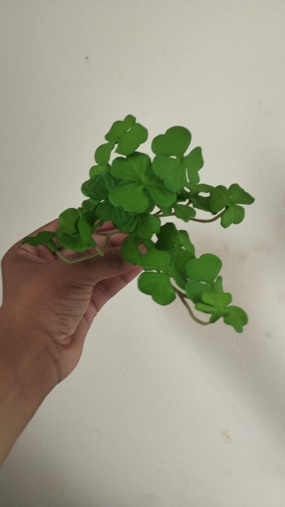 Money Plant