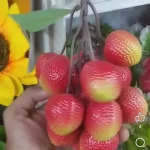 Artificial lichu